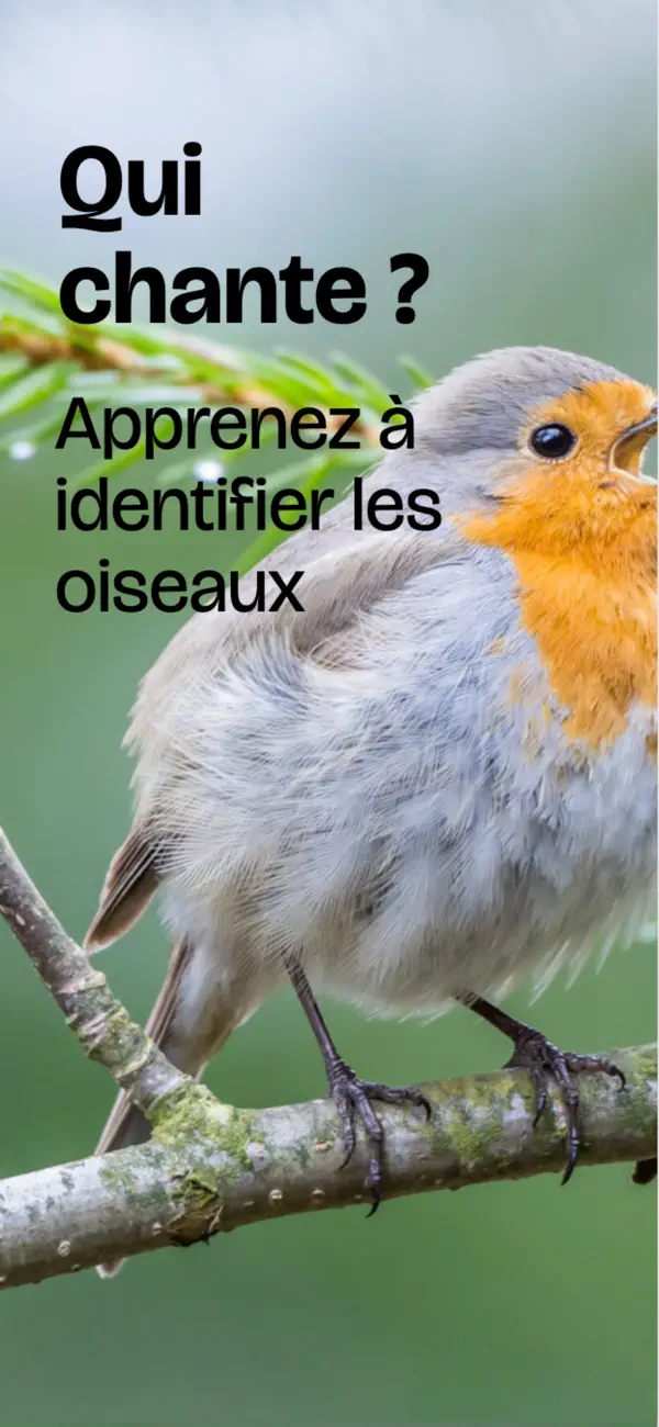 Aperçu de l'application Chants d'Oiseaux Quiz Oiseaux